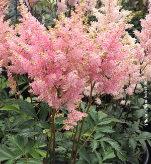 Astilbe 'Peach Blossom'