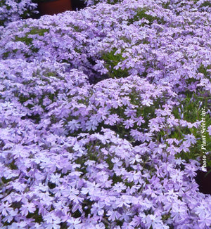 Phlox subulata 'Emerald Blue'