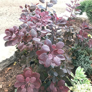 Cotinus coggygria Velveteeny™