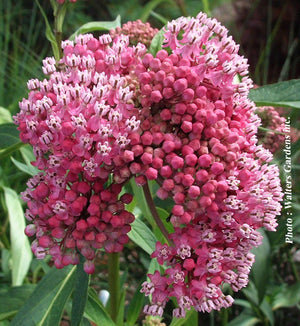Asclepias 'Cinderella'