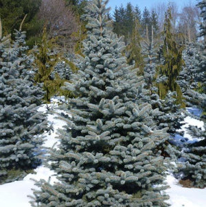 Picea pungens 'Baby Blue'