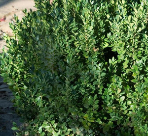 Buxus X 'Green Mountain'