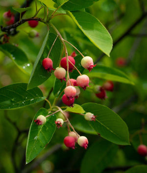 Amelanchier x grandflora 'Autumn Brilliance'