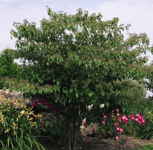 Cornus alternifolia