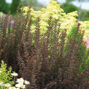 Physocarpus opulifolius Tiny Wine®