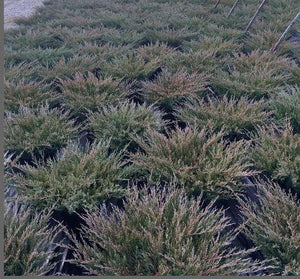 Juniperus plumusa 'Compact Andorra'