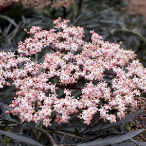 Sambucus nigra 'Black Lace®'