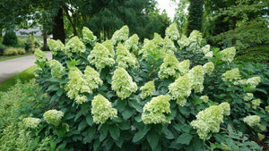 Hydrangea paniculata 'Limelight Prime®'
