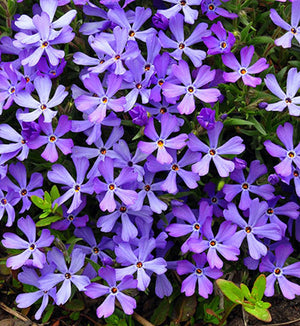 Phlox subulata 'Violet Pinwheels'