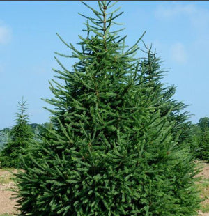 Picea glauca