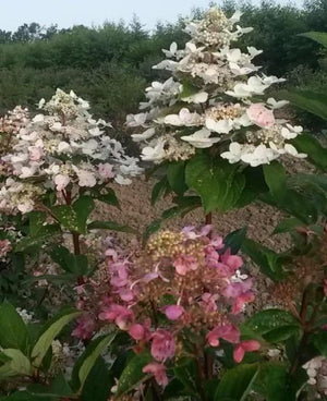 Hydrangea paniculata 'Fire and Ice'