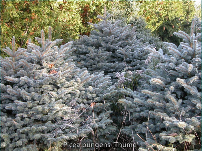 Picea pungens 'Thume' Standard