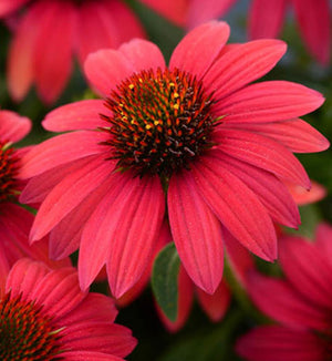 Echinacea Sombrero® 'Baja Burgundy'