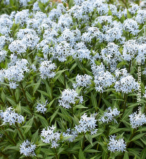 Amsonia 'Starstruck'