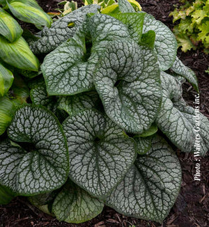 Brunnera 'Jack of Diamonds'