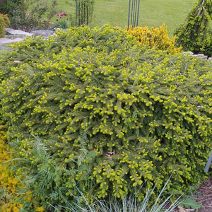 Picea abies 'Nidiformis'