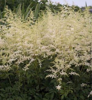 Astilbe 'Bridal Veil'