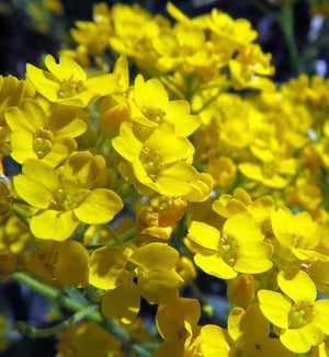 Alyssum 'Golden Spring'