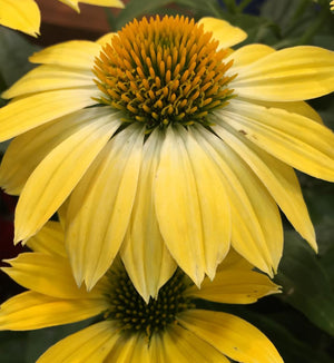 Echinacea Sombrero® 'Summer Solstice'