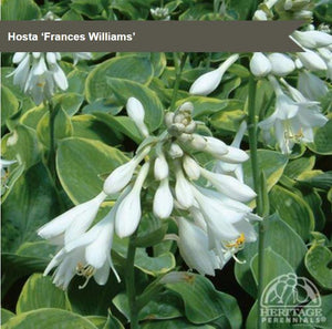 Hosta 'Frances Williams'