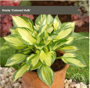 Hosta 'Colored Hulk'