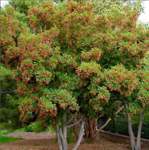 Acer tataricum 'Hot Wings'