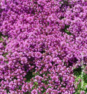 Thymus 'Coccineus'