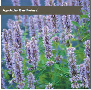 Agastache 'Blue Fortune'