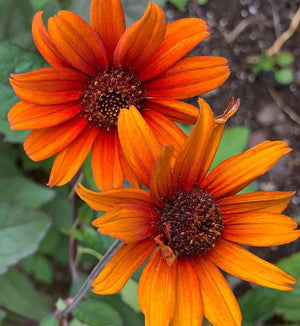 Heliopsis 'Bleeding Hearts'