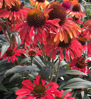 Echinacea Prima™ 'Ruby'