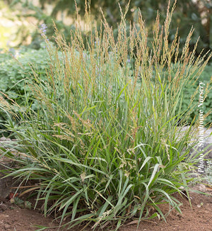 Calamagrostis 'Cheju-Do'
