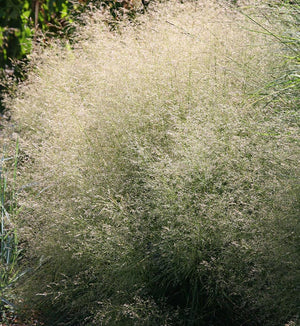Deschampsia 'Goldtau'