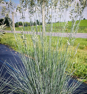 Festuca 'Cool as Ice'