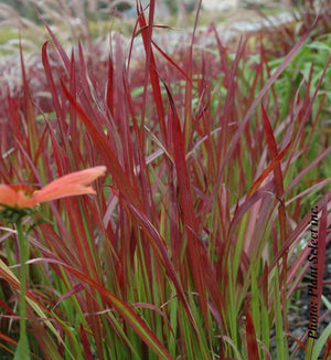 Imperata 'Red Baron'