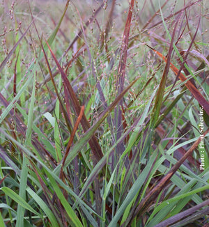 Panicum 'Hot Rod'