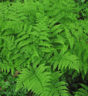 Athyrium filix-femina