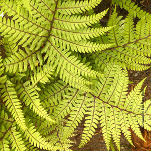 Athyrium 'Limelight'