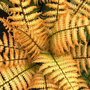 Dryopteris 'Jurassic Gold'
