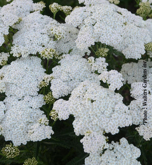 Achillea 'Firefly Diamond'