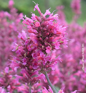 Agastache 'Morello'