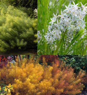 Amsonia hubrichtii