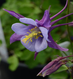 Aquilegia 'Earlybird Purple Blue'
