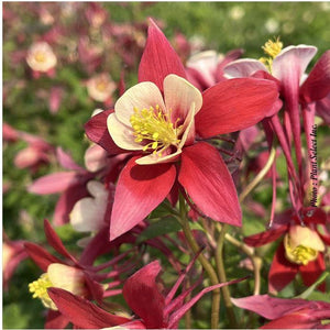 Aquilegia 'Earlybird Red Yellow'