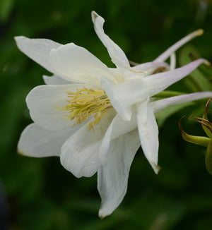 Aquilegia 'Earlybird White'