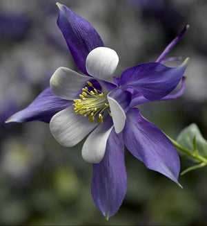Aquilegia 'Kirigami Deep Blue and White'