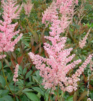 Astilbe 'Erica'