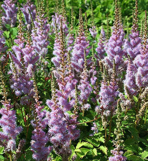 Astilbe 'Pumila'