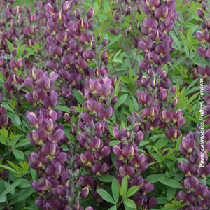 Baptisia 'Burgundy Blast'