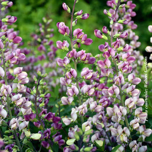Baptisia 'Plum Rosy'