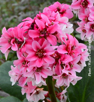 Bergenia 'Dragonfly Sakura'
